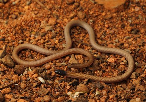 Black Headed Worm Lizard Aprasia Picturata Yalgoo Area Alex