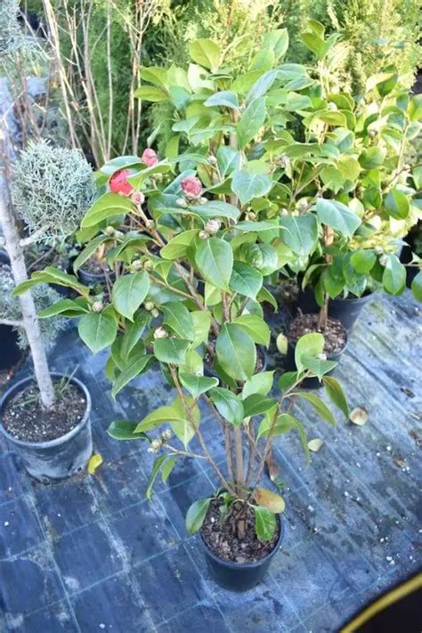 Камелия - Разсадник Манчеви 2769