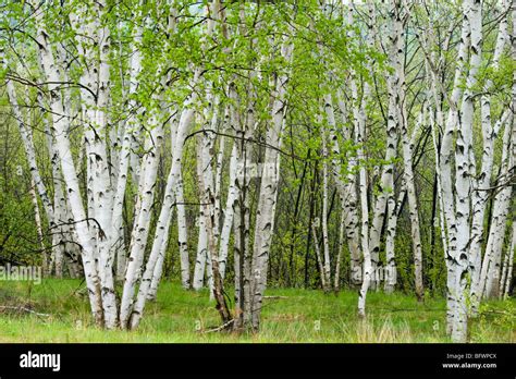 Birch Trees With Emerging Foliage In Spring Greater Sudbury Ontario