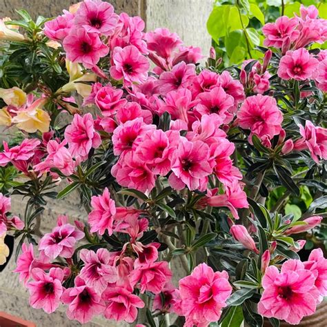 Plant Fiery Romance: Perennial Desert Rose Bulbs, Transform Your Garden