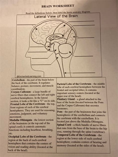 Solved Brain Worksheet Read The Definitions Below Then Worksheets Library