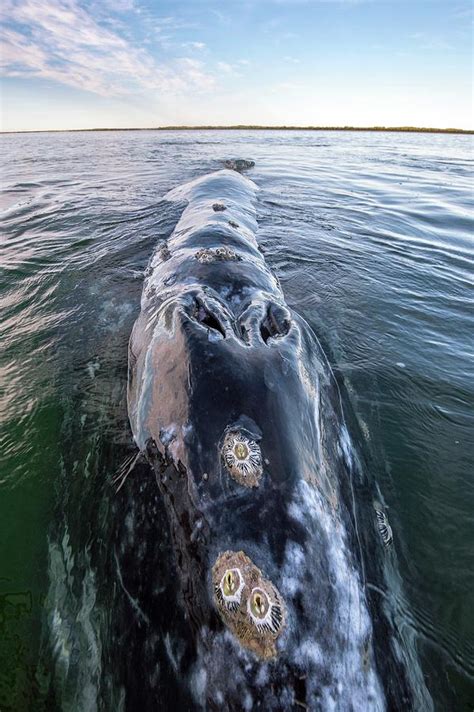 Grey Whale Blowhole Photograph By Christopher Swannscience Photo