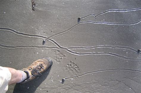 Seth Rolland Snail Trails