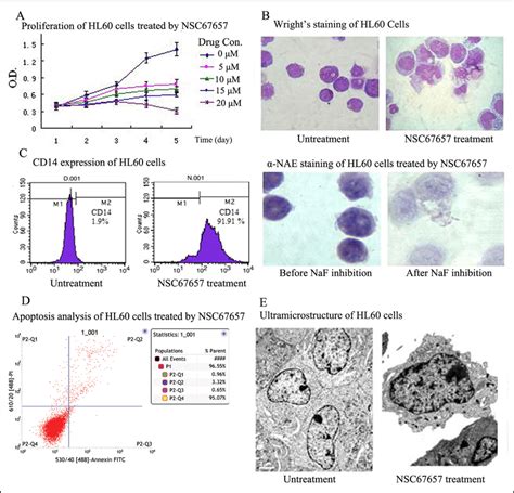 Nsc67657 Induces Monocytic Differentiation Of Hl60 Cells A Hl60