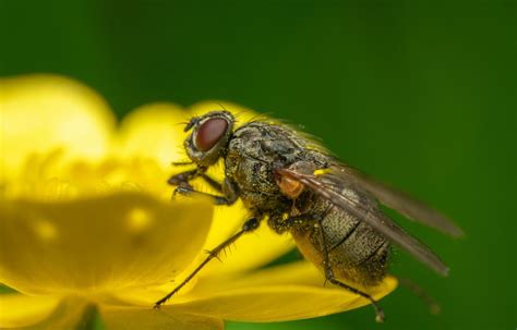 Connaissez Vous Le Cycle De Vie De La Mouche Domestique