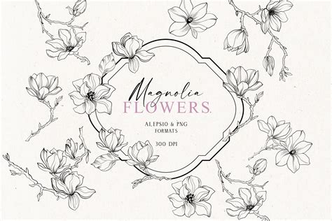 Magnolia Hand Drawn Line Art Frames Graphic By Vasmila Design