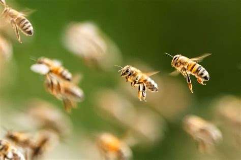 Altruism May Exist In Honey Bees Which Is Inherited Through Their