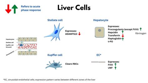 Liver And Heme Ok I Admit I Am In Love With Hepatology And Want To