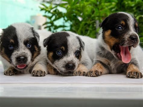 Blue Heeler Puppies for Sale