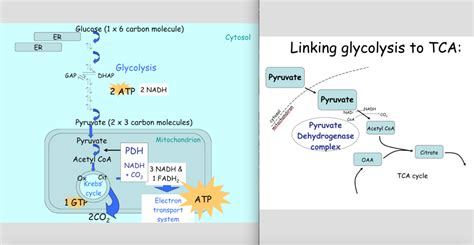 Metabolism Tca Cycle And Oxidative Phosphorylation Diagram Quizlet