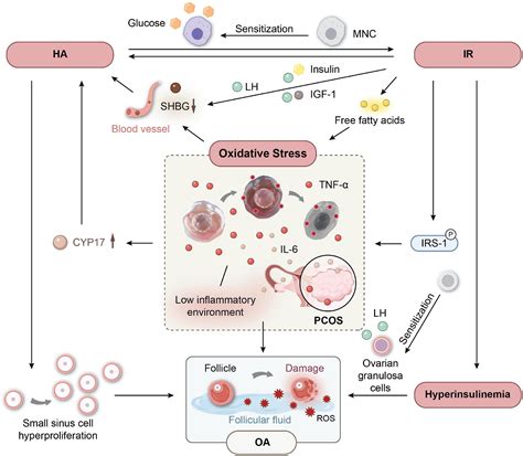 Frontiers Oxidative Stress And Antioxidant Imbalance In Ovulation