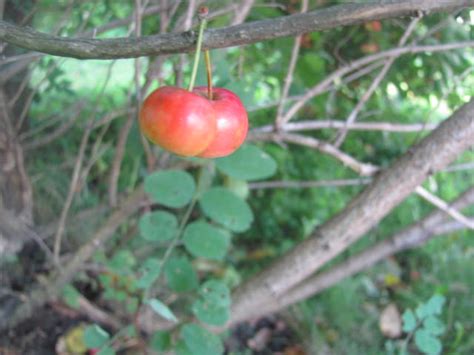 Dingle Berries I Like Dingleberries Flickr Photo Sharing