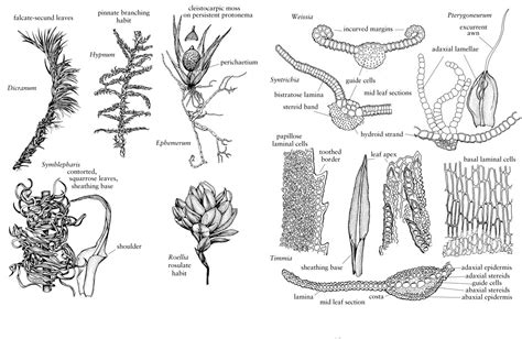 Morphology Of Mosses Phylum Bryophyta