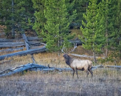 Bull Elk Bugling stock image. Image of trees, nature - 256946379