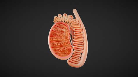 Testis 3d Models Sketchfab