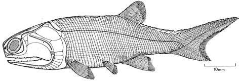 GEOL431 - Vertebrate Paleobiology