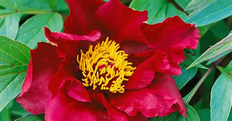 Paeonia x suffruticosa einfach blühend rot Strauch Pfingstrose