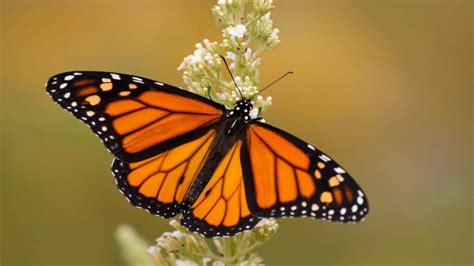 yellow butterfly spiritual meaning symbolism explained