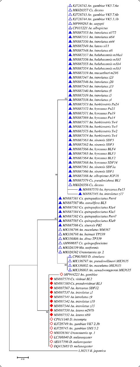 Maximum Likelihood Phylogenetic Analysis For Wolbachia Using The S