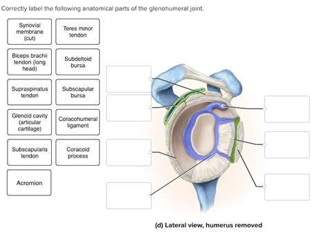 Solved Correctly Label The Following Anatomical Parts Of The