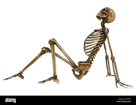 3D digital render of an old human sitting skeleton isolated on white ... 