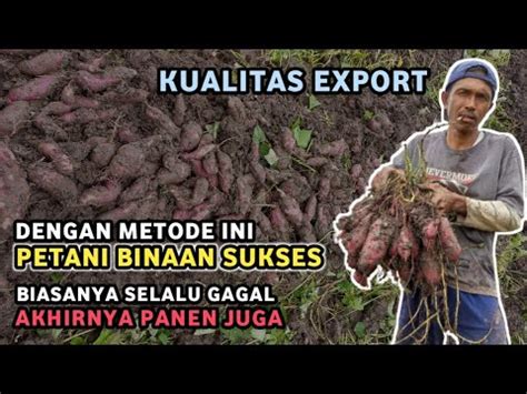 Sukses Panen Ubi Jalar Ungu Di Musim Hujan Tanpa Busuk Buah Hasil