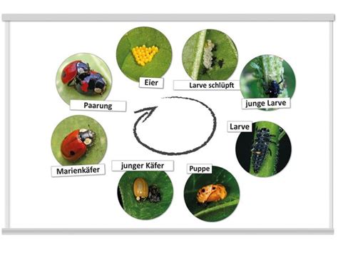 Lebenszyklus Marienk Fer Magnetisch Tlg Kitaeinkauf De
