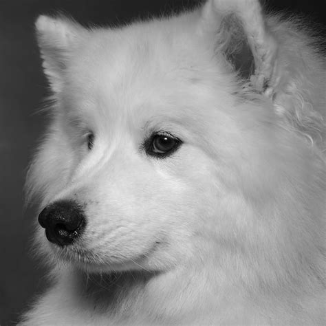 The Curious Case of the Black Samoyed - Happy Samoyed