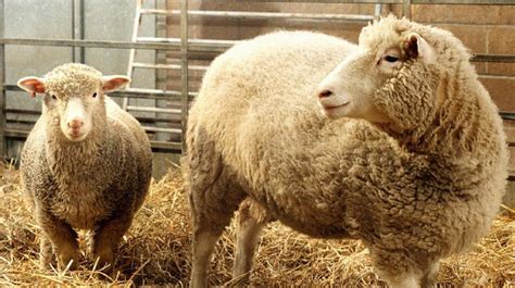 Dolly the sheep clones reach healthy old age