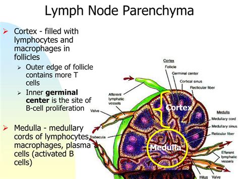 PPT Lab 5 Blood Lymphatics And The Immune Response PowerPoint