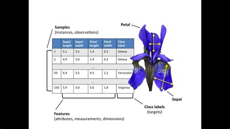 Iris Flower Classification Using 3 Machine Learning Algorithms Youtube