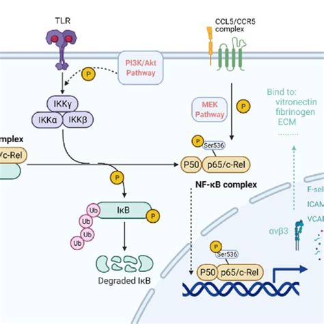 Ccl5 Ccr5 Axis In Nf Kb Pathway Pi3k Akt Phosphorylated P65 Serine