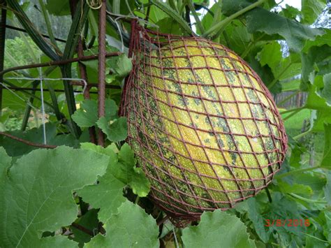 Штирийская голосемянная (австрийская) масляная тыква. Выращивание в ...