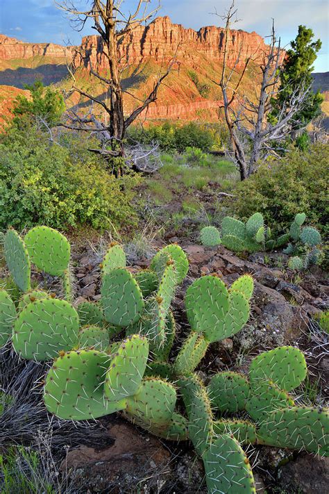 Sunset Canyon Cacti Photograph by Ray Mathis - Fine Art America