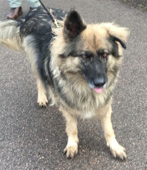 URGENT! German Shepherd Dog Charlie in Kennels ESSEX @ GSDR