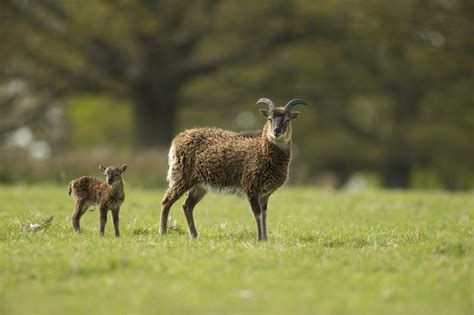 Soay Sheep Domestication - Countryside