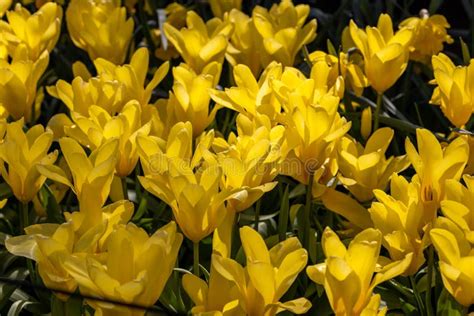 Yellow Tulips Yellow Empress Called Lily Flowered Group Stock Photo