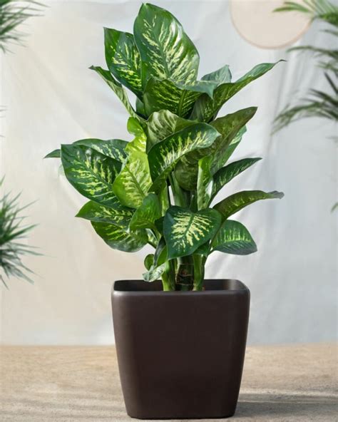 10 Tropical Indoor Plants To Grow