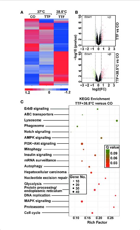 Gene Array Analysis Demonstrates That Hyperthemia Enhances