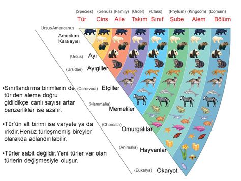 Taksonomi kurallarını bir türlü anlayamıyorum Soru Cevap Evrim Ağacı