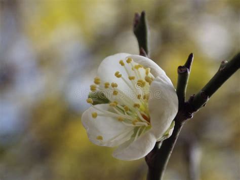 Tir Superficielle De Focalisation D Une Fleur Blanche D Abricotier Sur