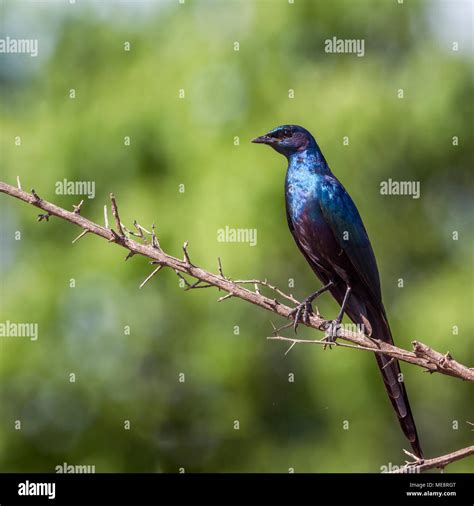 Meves's glossy-starling in Mapungubwe national park, South Africa ;Specie Lamprotornis mevesii ...