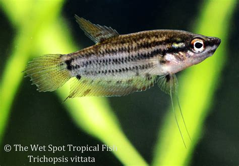 Wet Spot Tropical Fish Gouramis Trichopsis Vittata Croaking Gourami