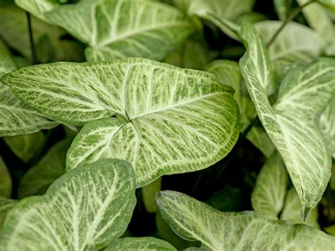 Singônio Aprenda A Plantar E Cuidar Do Jeito Certo Minhas Plantas