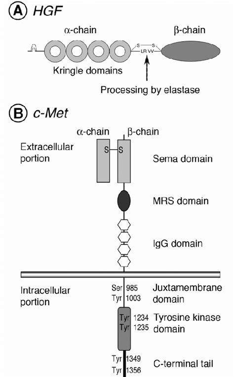 Schematic Molecular Structure Of HGF And Its Receptor C Met HGF A