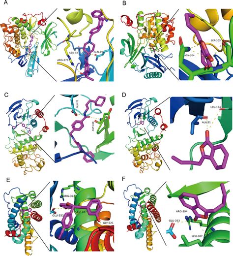 Molecular Docking And Validation Of Lig With Akt Mapk And Esr