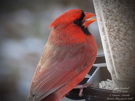 Northern Cardinal Cardinal Birds Red Birds Northern Cardinal Bird