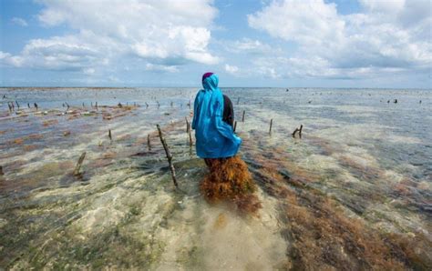 Aquaculture La Tanzanie travaille sur la productivité L Observateur