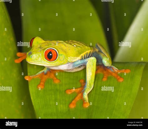 Red Eyed Tree Frog Agalychnis Callidryas On Rainforest Leaf Also