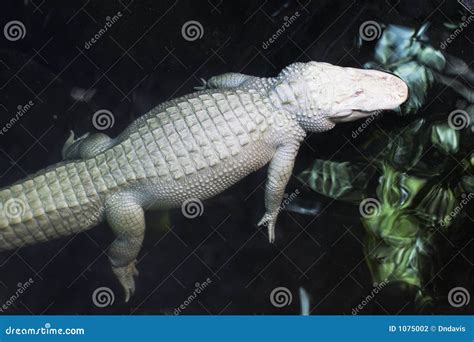 Albino Alligators Photos - Free & Royalty-Free Stock Photos from Dreamstime